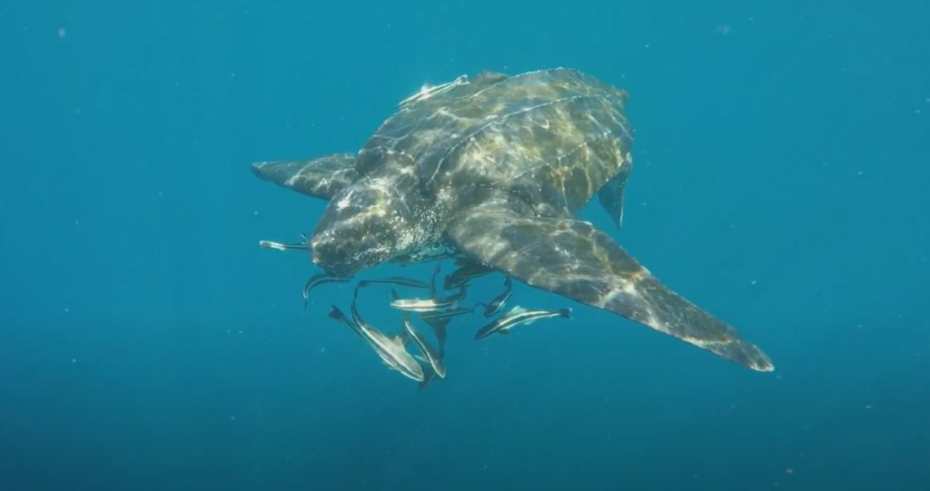 leatherback turtle