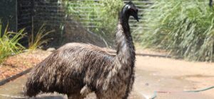Emu enclsoure