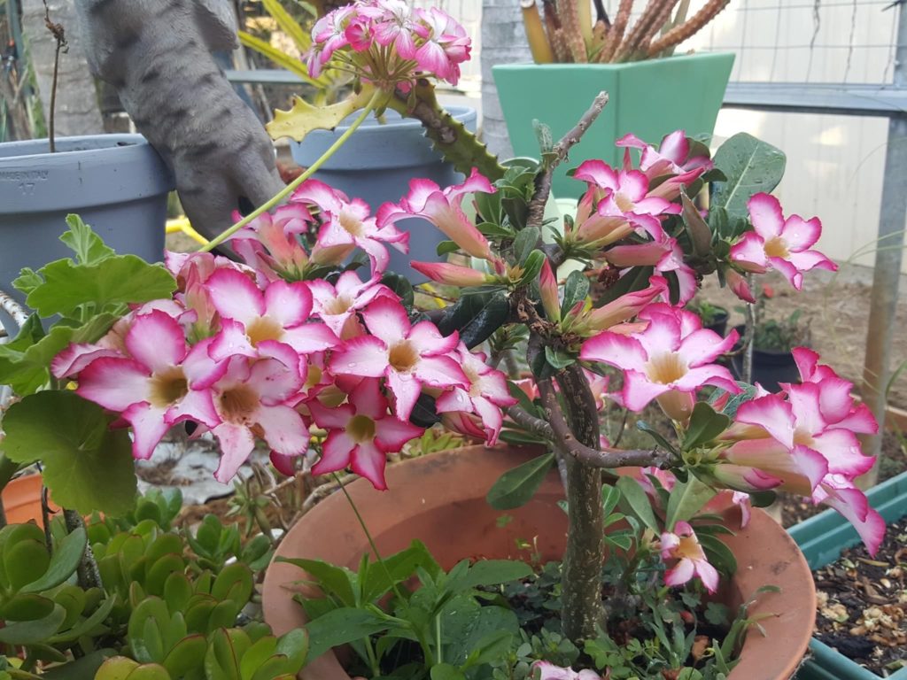 In our Garden