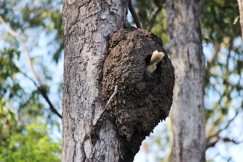 arboreal termite mound