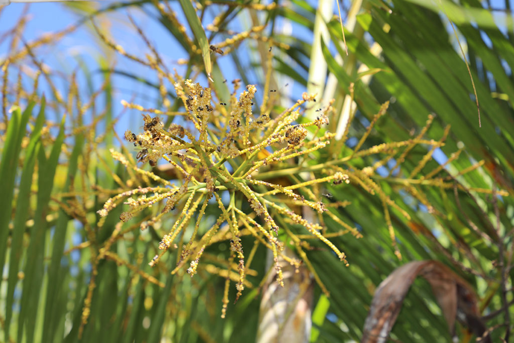 Donna's Coonarr Garden