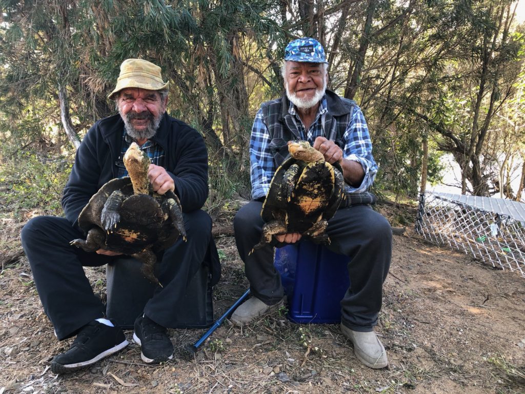 critically endangered turtles