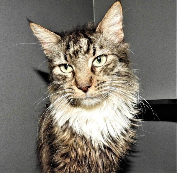 Lady Jemima RSPCA Bundaberg