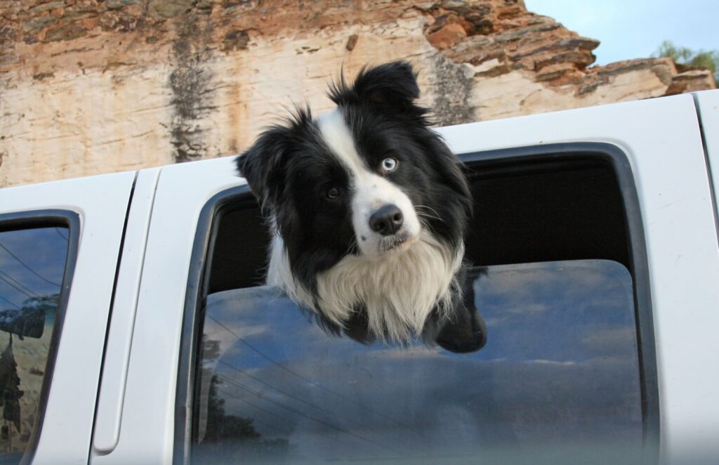 Dogs in utes