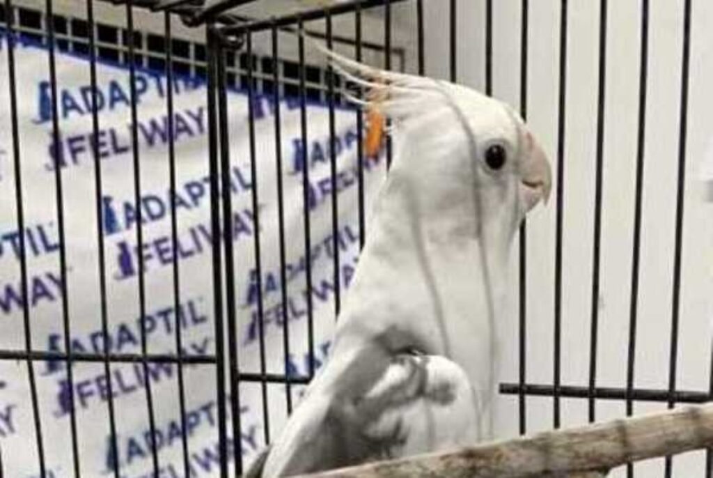 Skylar the cockatiel