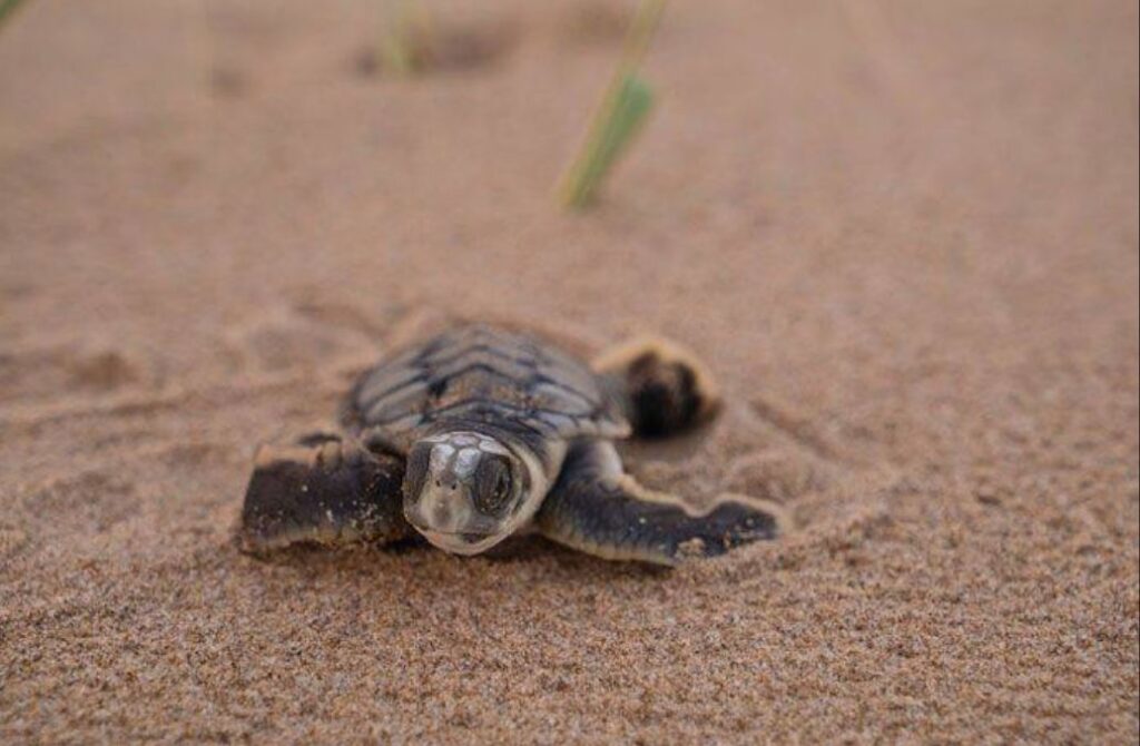 turtle hour event