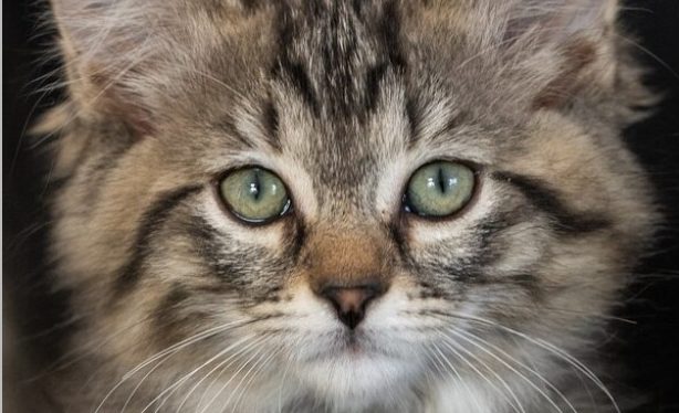 Gorgeous fluffball Zara