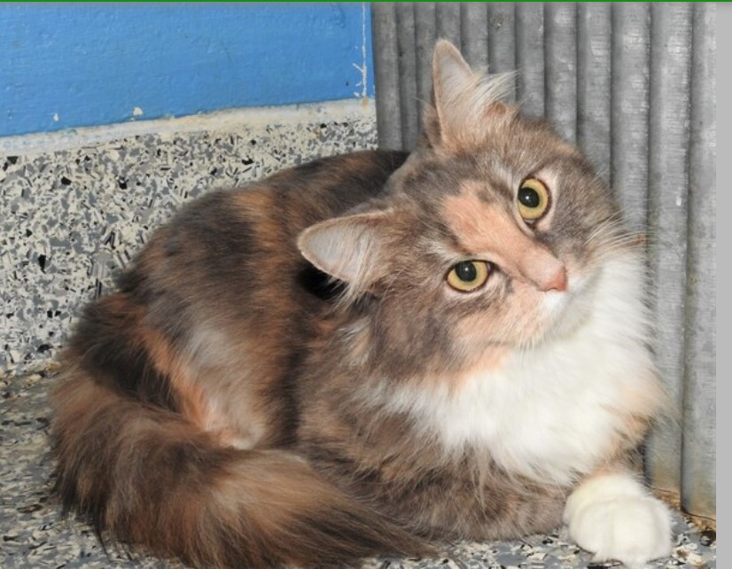 RSPCA Honey