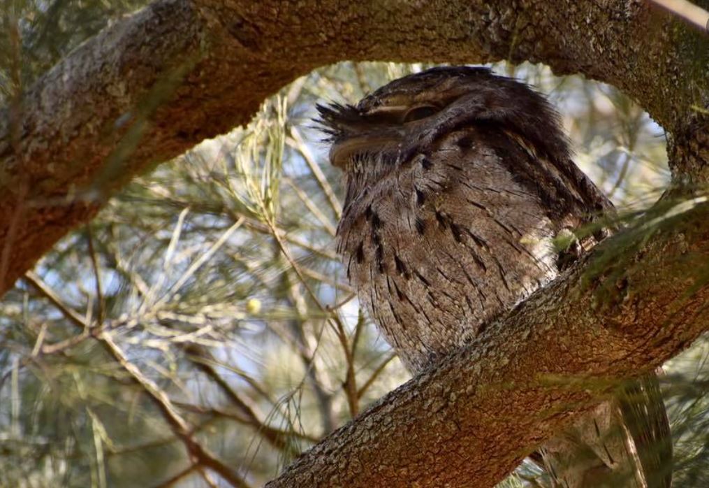 tawny frogmouth