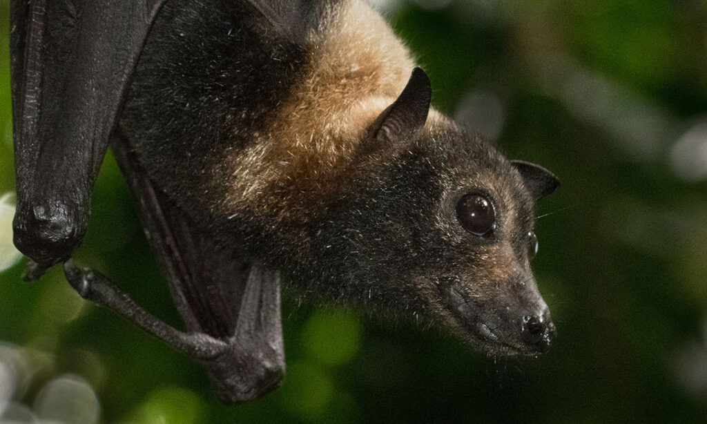 Flying fox public health