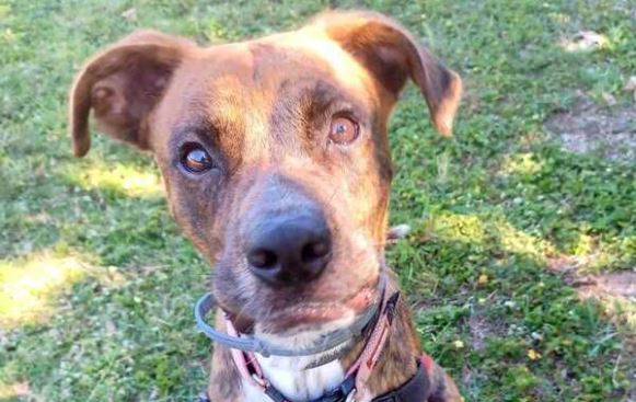 Kova Bundaberg RSPCA