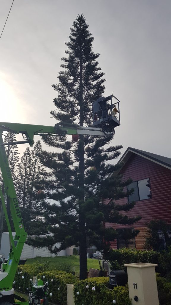 christmas tree lights