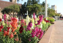 Council customer survey