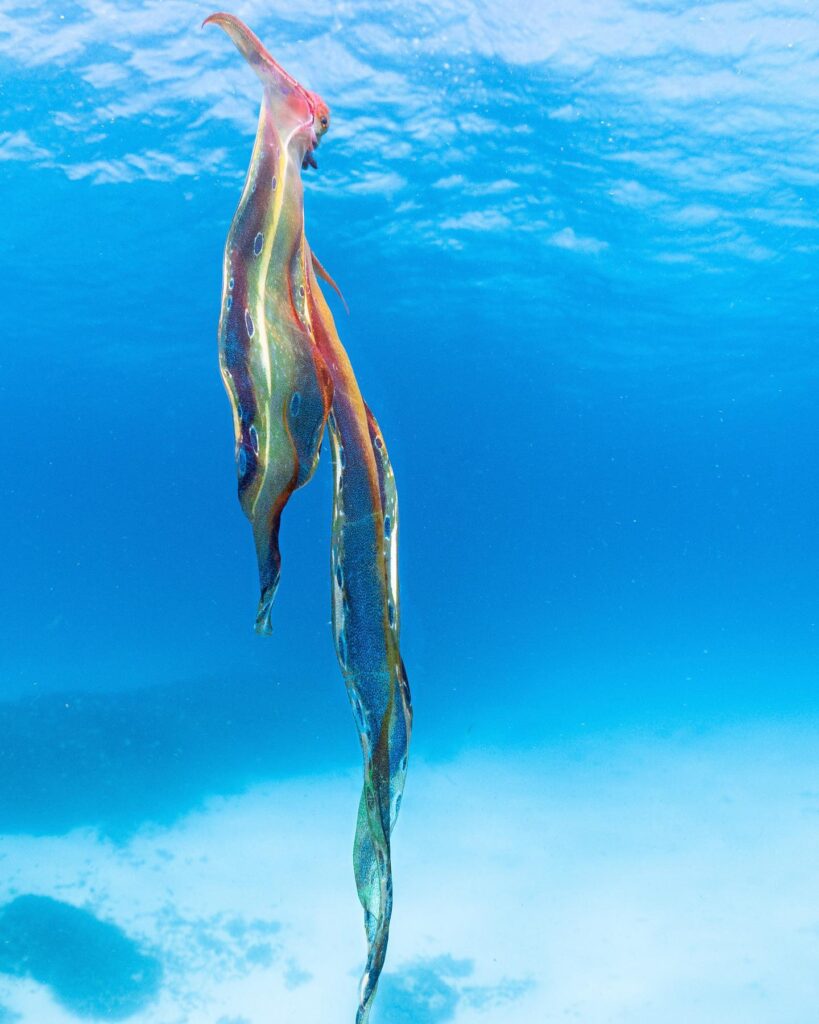 rare blanket octopus