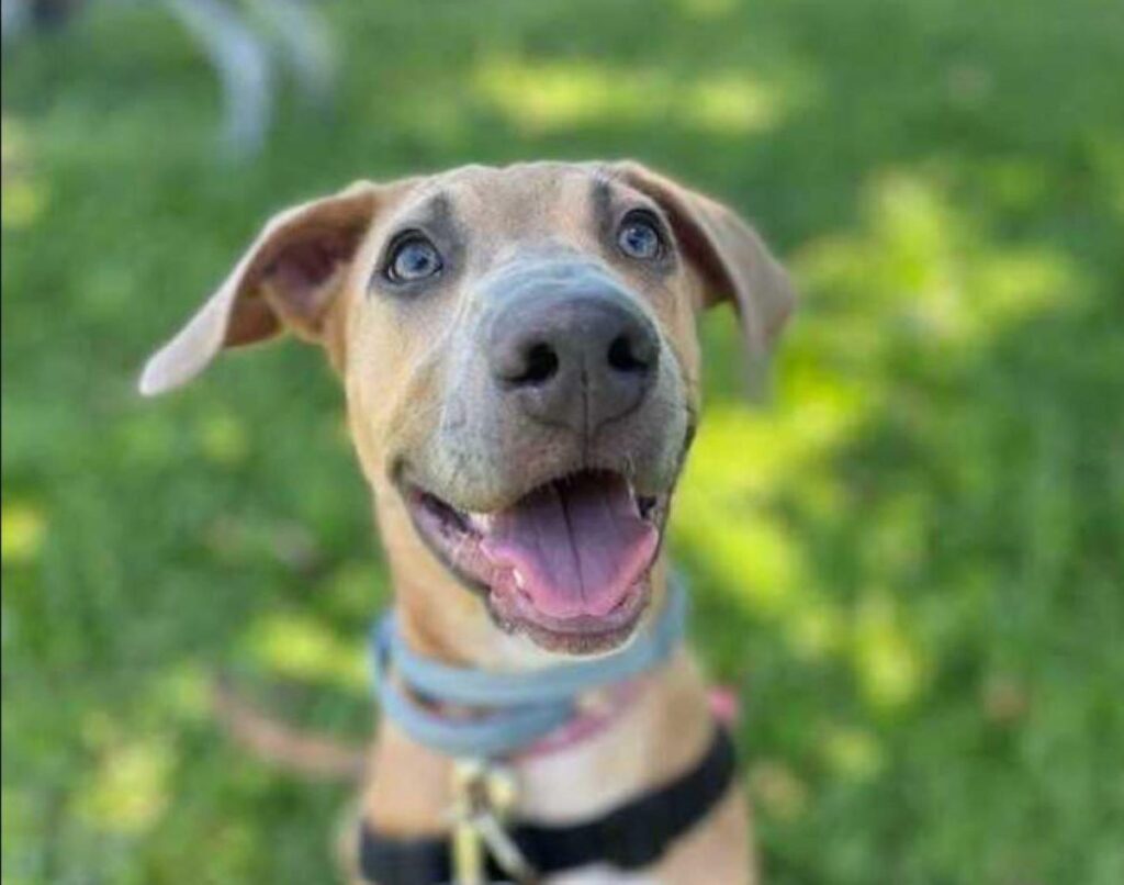 Moet Bundaberg RSPCA