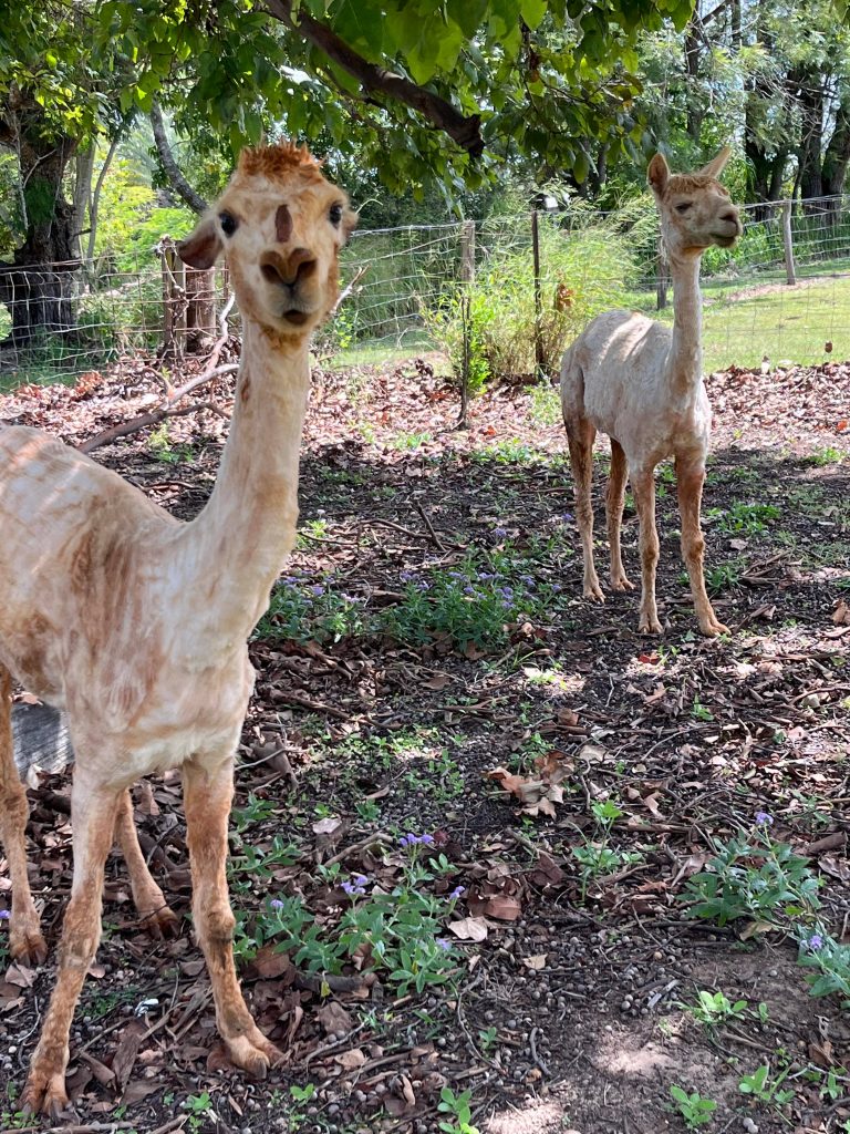Allyhar Alpaca rescue