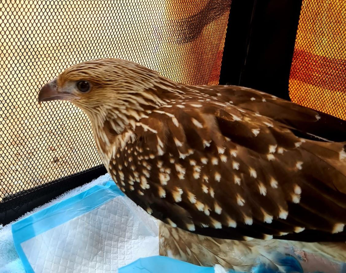 Some of the birds that Bundy Wildlife Rescue Inc have cared for recently. 