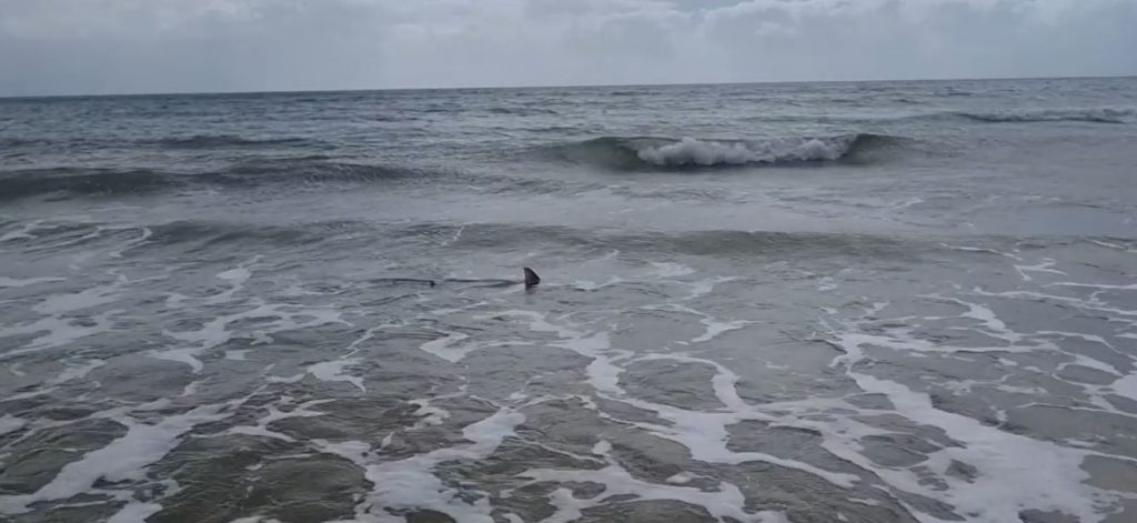 hammerhead shark woodgate