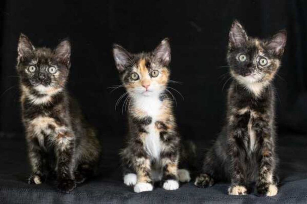 Daisy, Dana and Darci