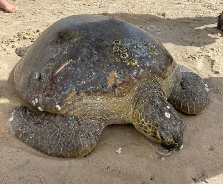 green turtle Elliott Heads