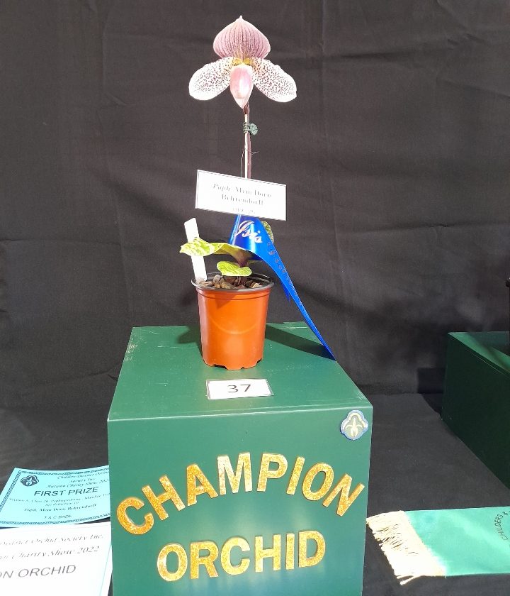 Childers and Isis District Orchid Society