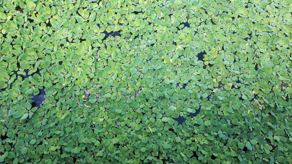 water lettuce