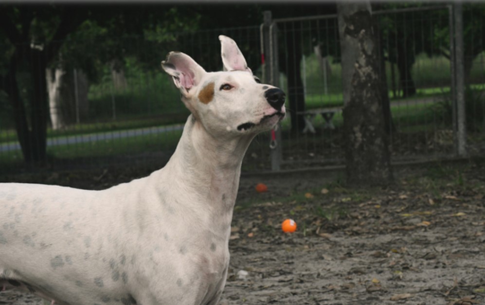 Bundaberg RSPCA Marley