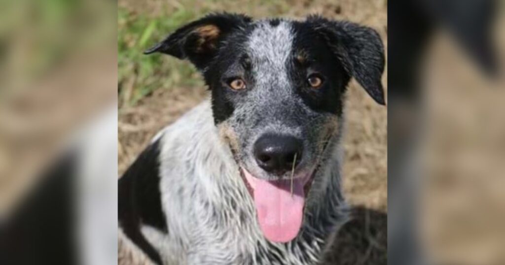 turbo forever home