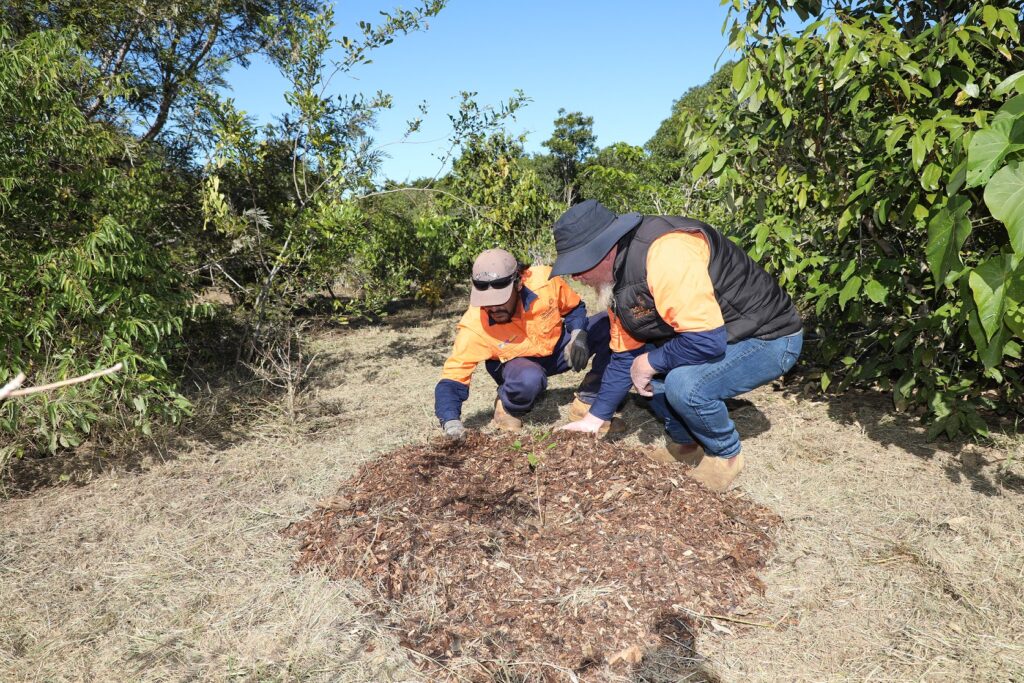 tree planting project