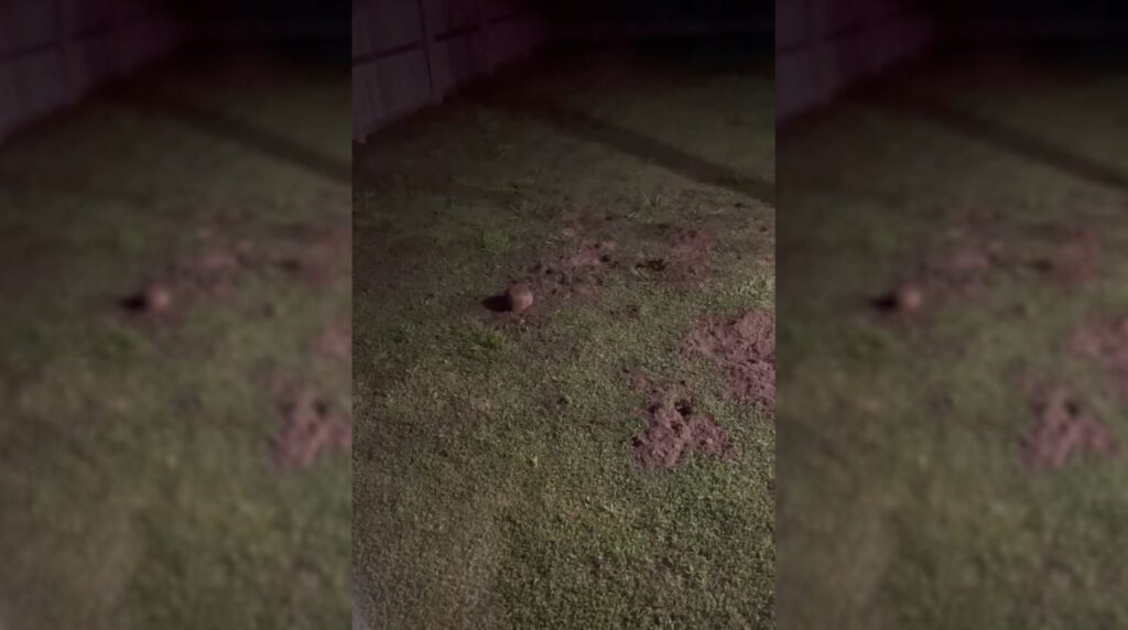 bandicoot bargara backyard