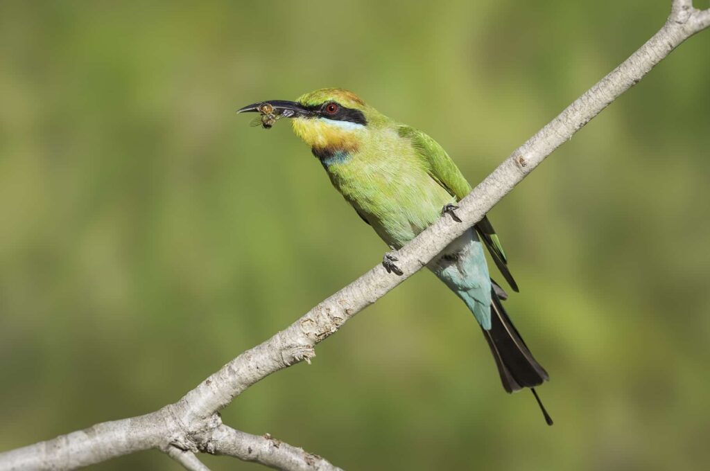 Rainbow bee-eater