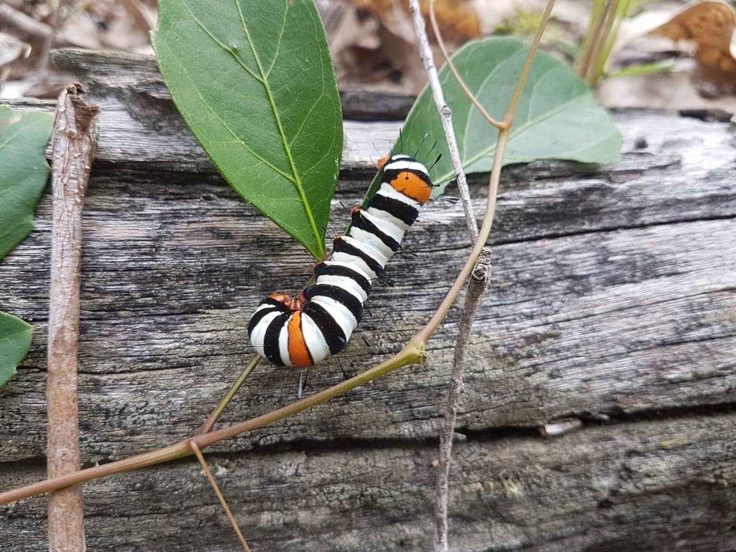 Childers nature environment