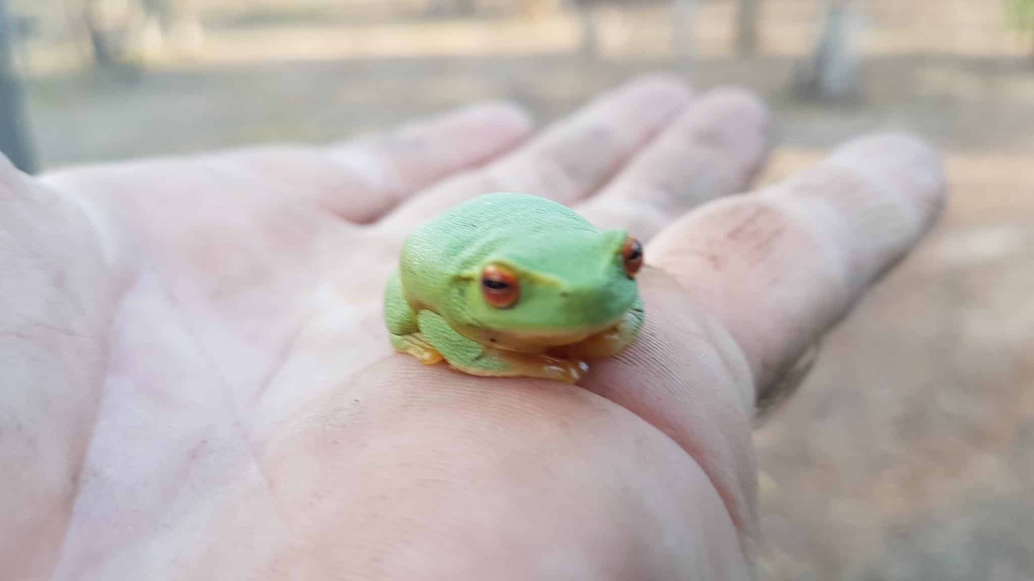 Childers nature environment