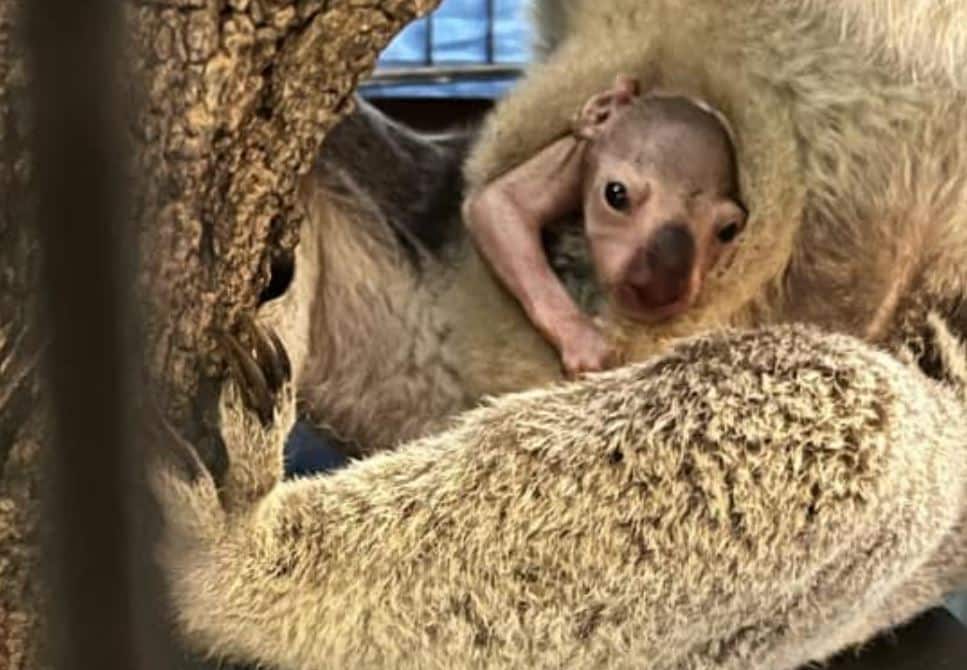 Koala rescue Gin Gin