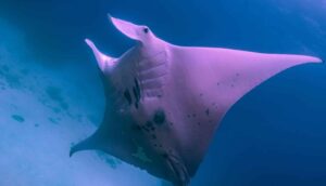 Pink manta ray