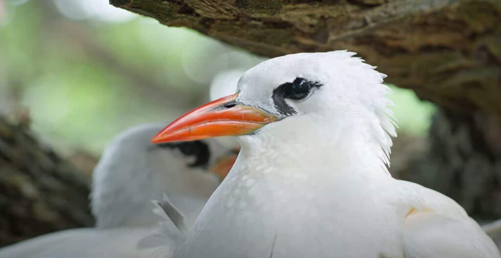 Lady Elliot seabird