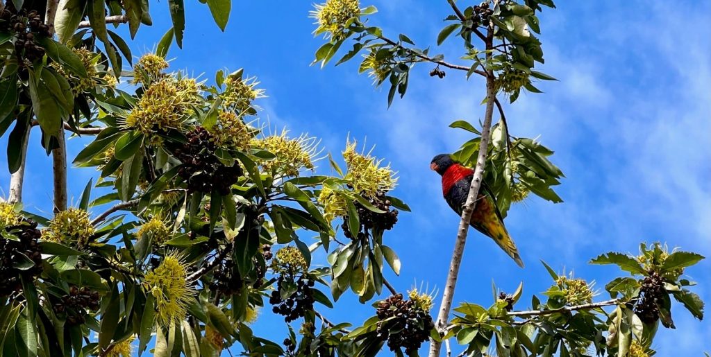 Aussie Bird Count