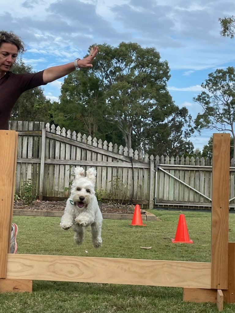Obedience Dog Club of Bundaberg