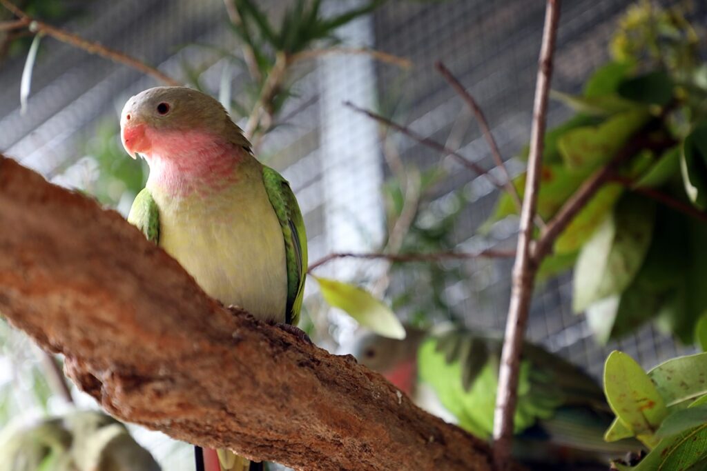 princess parrots zoo