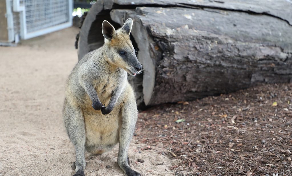 two species wallabies