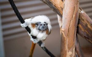 Cotton Top Tamarin zookeeper talks