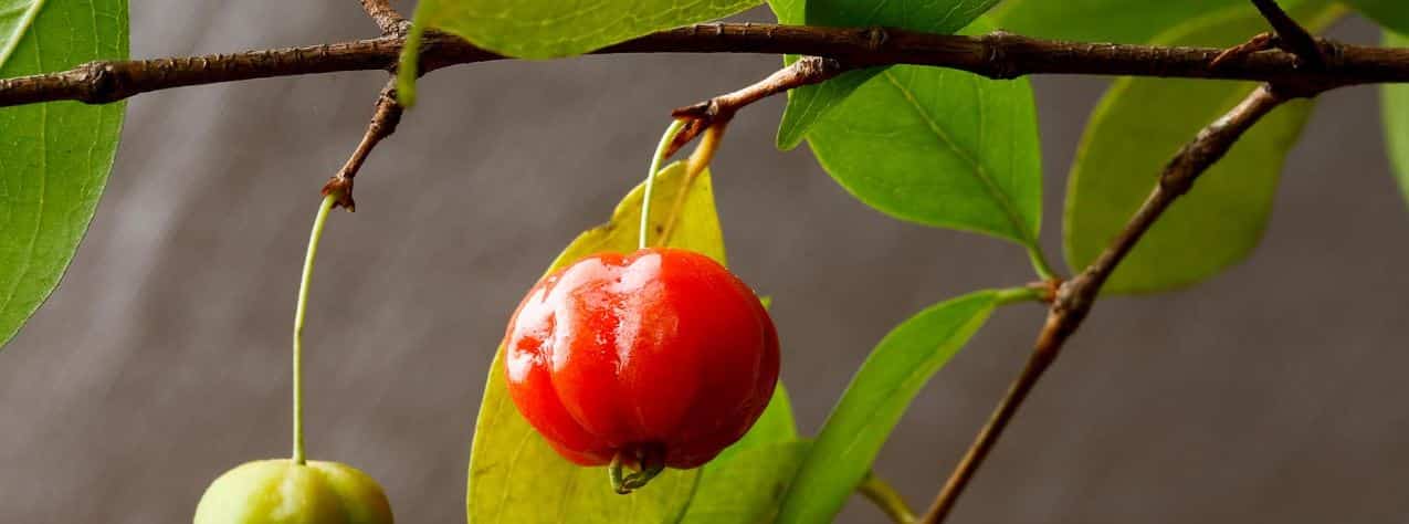 Keep an eye out for Brazilian cherry – Bundaberg Now