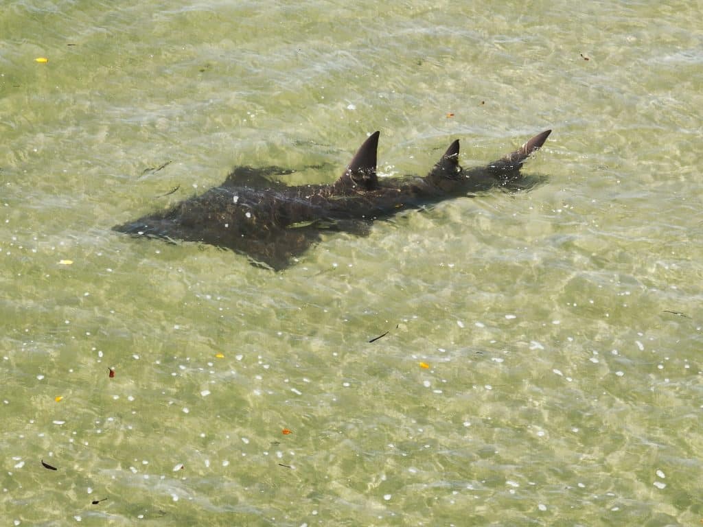 guitarfish Woodgate