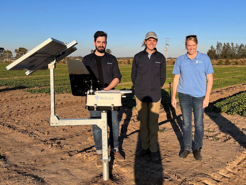 downy mildew basil crops