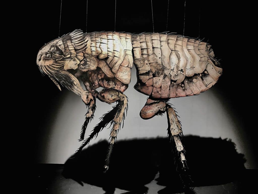 ZOONOSES and Passing Through