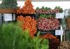 Taste Farmers Market
