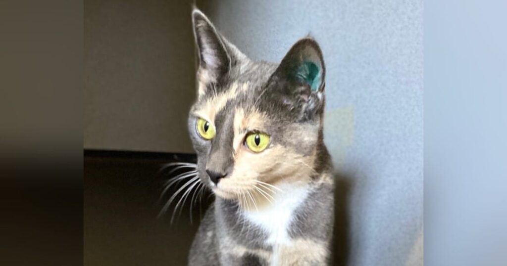 Peaches Bundaberg RSPCA