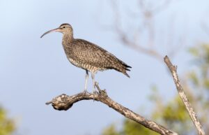 Barubbra Island shorebirds