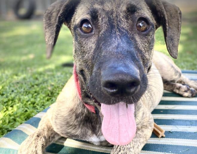 Elsie Bundaberg RSPCA