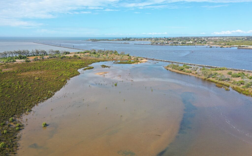 Barubbra Island shorebirds